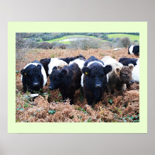 Belted Galloway cattle in Cornwall Poster (Front)