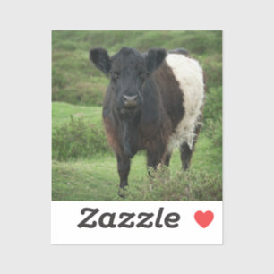 Belted Galloway Cow
