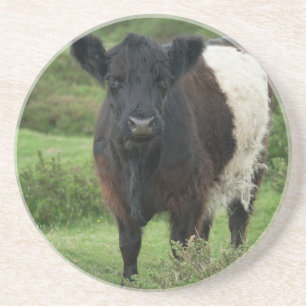 Belted Galloway Cow Coaster
