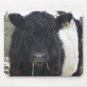Belted Galloway Cow Eating Hay Mouse Pad