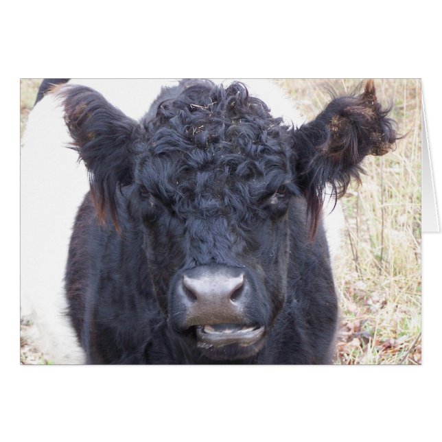Belted Galloway Cow - Emma (Front Horizontal)