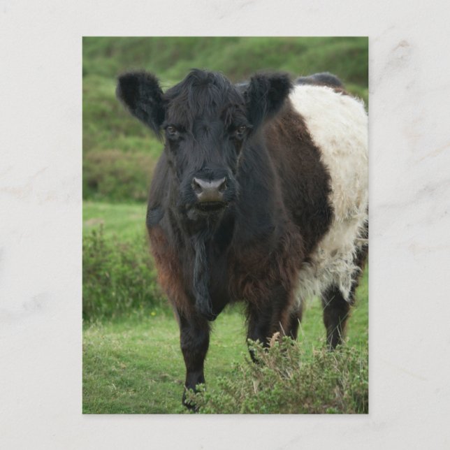 Belted Galloway Cow Postcard (Front)