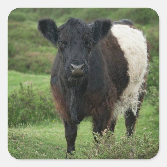Belted Galloway Cow Square Sticker (Front)