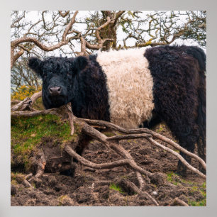 Belted Galloway Cow Standing by Fallen Tree  Poster