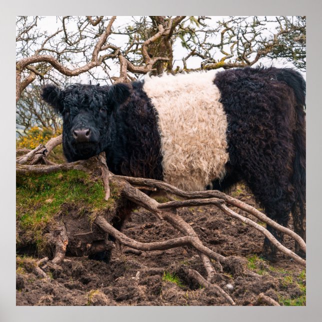 Belted Galloway Cow Standing by Fallen Tree  Poster (Front)