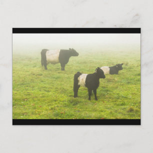 Belted Galloway Cows Grazing In foggy Farm Field Postcard