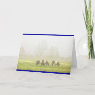 Belted Galloway Cows Grazing On foggy Farm Field Card