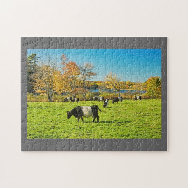 Belted Galloway Cows Grazing On Grass In Fall Jigsaw Puzzle (Horizontal)