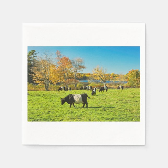 Belted Galloway Cows Grazing On Grass In Fall Napkin (Front)