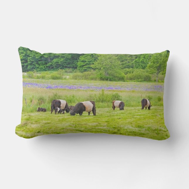 Belted Galloway Cows in Pasture Rockport Maine Lumbar Cushion (Front)