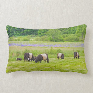 Belted Galloway Cows in Pasture Rockport Maine Lumbar Cushion