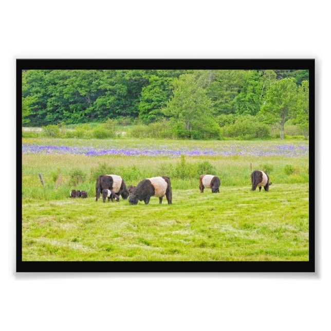 Belted Galloway Cows in Pasture Rockport Maine Photo Print (Front)