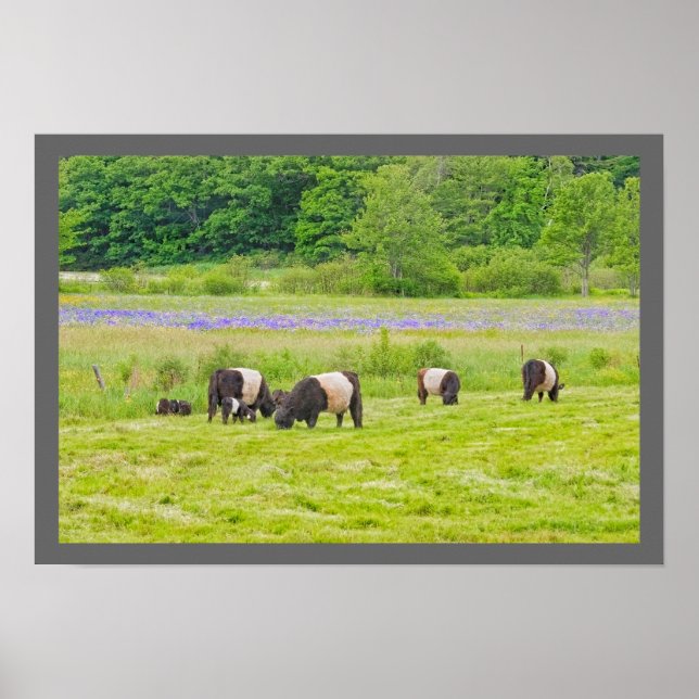 Belted Galloway Cows in Pasture Rockport Maine Poster (Front)