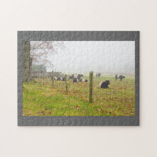 Belted Galloway Cows in Rockport Maine Jigsaw Puzzle