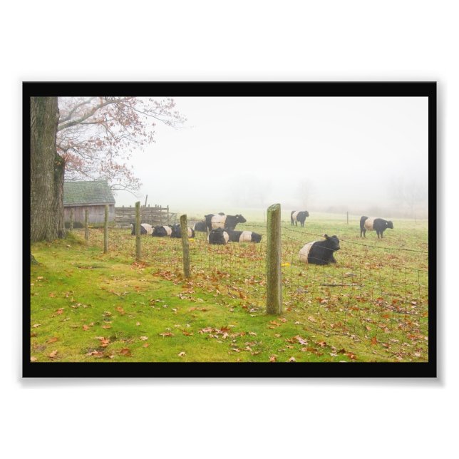 Belted Galloway Cows in Rockport Maine Photo Print (Front)