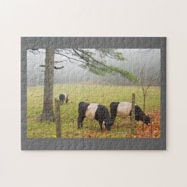 Belted Galloway Cows On Farm In Rockport Maine Jigsaw Puzzle (Horizontal)