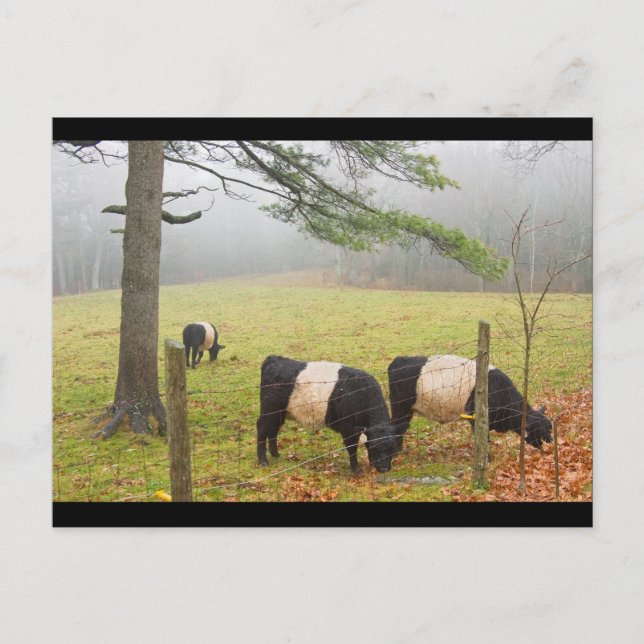 Belted Galloway Cows On Farm In Rockport Maine Postcard (Front)