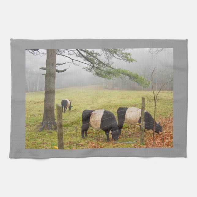 Belted Galloway Cows On Farm In Rockport Maine Tea Towel (Horizontal)