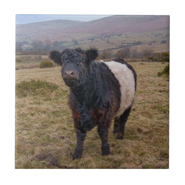 Belted Galloway Standing Proud on Dartmoor Ceramic Tile (Front)
