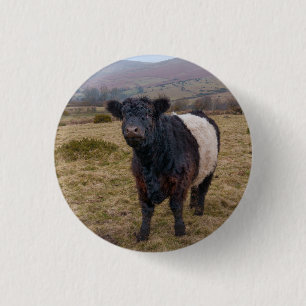 Belted Galloway Standing Proud on Dartmoor Farmlan 3 Cm Round Badge