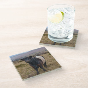 Belted Galloway Standing Proud on Dartmoor Farmlan Glass Coaster