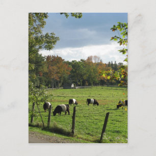 Belted Galloways Postcard