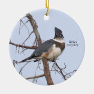 Belted Kingfisher Bird Ornament 