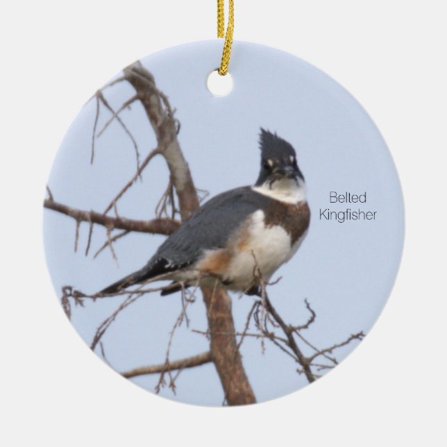 Belted Kingfisher Bird Ornament  (Front)