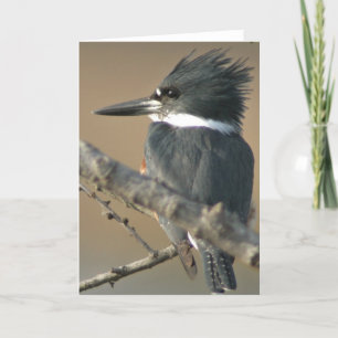 Belted Kingfisher Card