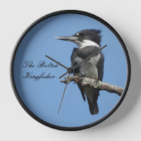 Belted Kingfisher close up