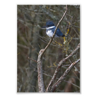 Belted Kingfisher  Guemes Island Photo Print
