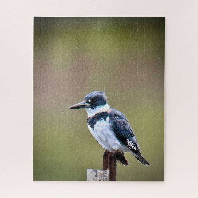 Belted Kingfisher Jigsaw Puzzle (Vertical)