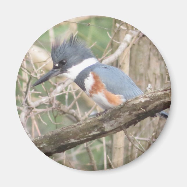 Belted Kingfisher magnet (Front)