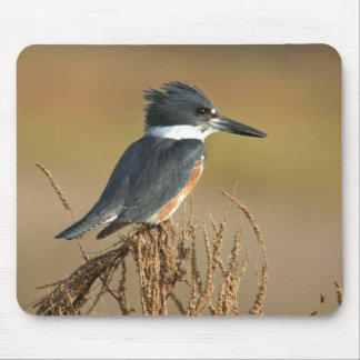 Belted Kingfisher Mouse Pad