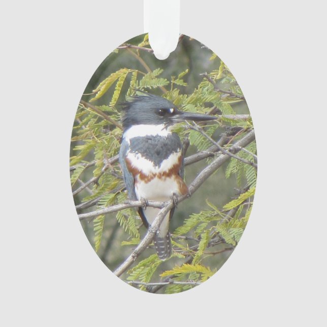 Belted Kingfisher Ornament (Front)