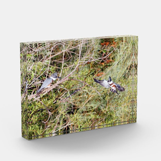 Belted Kingfisher Photo Block (Left)