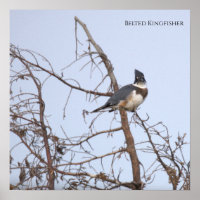 Belted Kingfisher Photo Poster