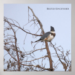 Belted Kingfisher Photo Poster