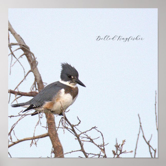 Belted Kingfisher Photo Poster (Front)