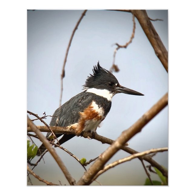 Belted Kingfisher Photo Print (Front)