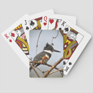 Belted Kingfisher Playing Cards