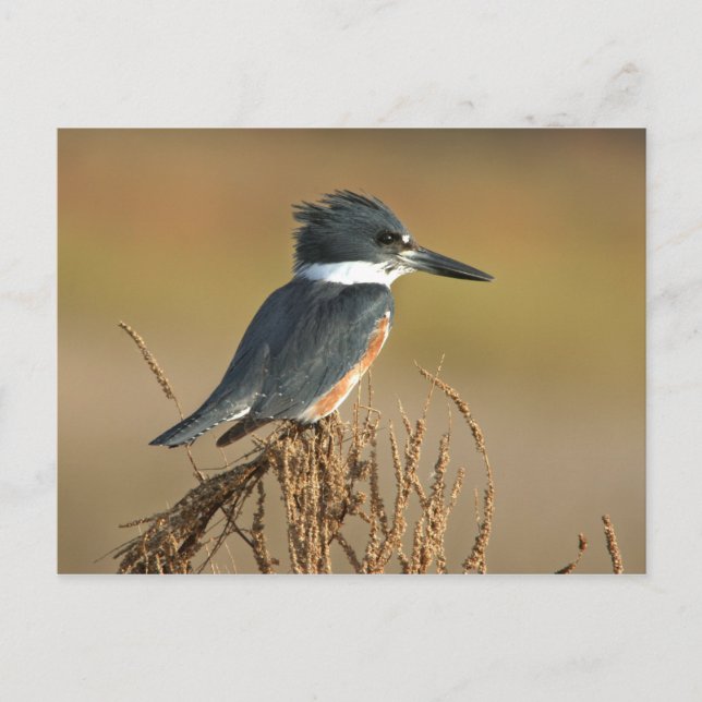 Belted Kingfisher Postcard (Front)