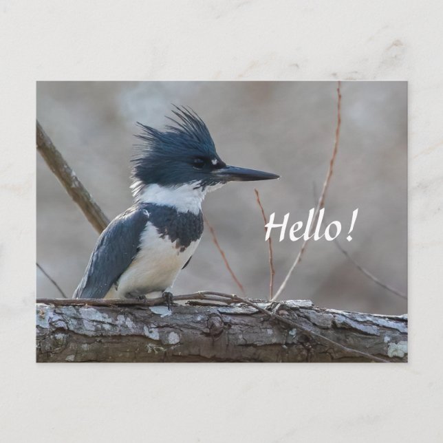 Belted Kingfisher Postcard (Front)
