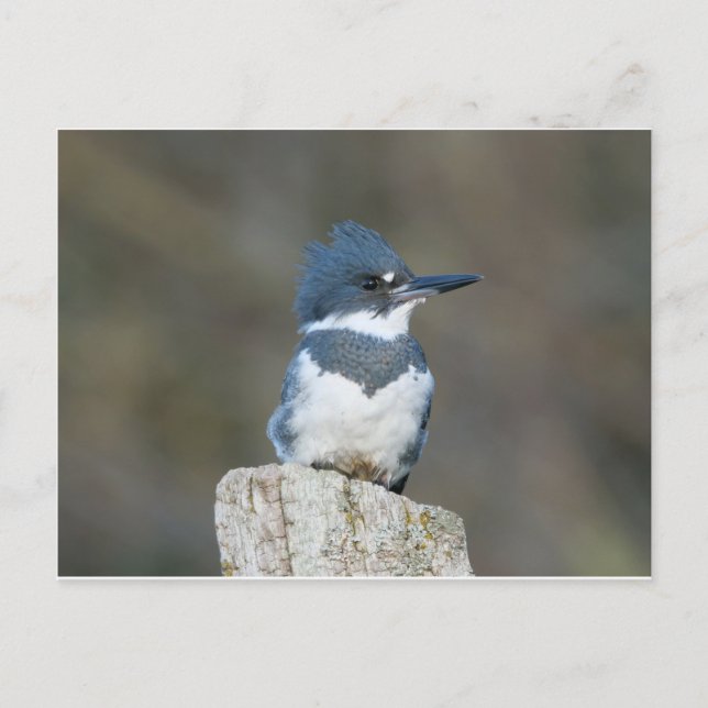 Belted Kingfisher Postcard (Front)