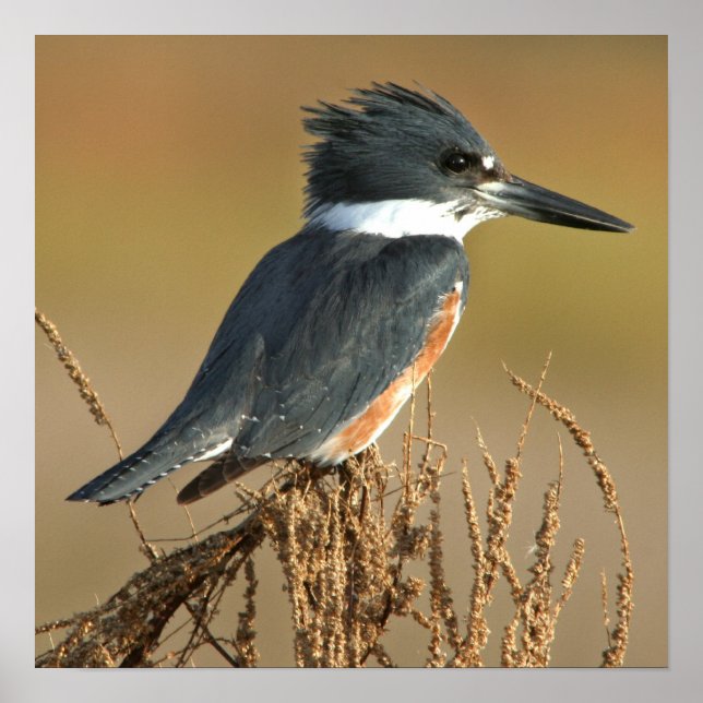 Belted Kingfisher Poster (Front)
