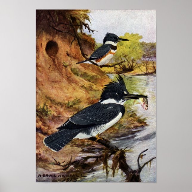 Belted Kingfishers and Their Nest Tunnel Poster (Front)