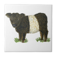 'Beltie' Belted Galloway