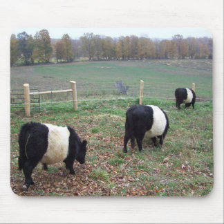 Beltie Cow Herd Along a Trail Mouse Pad