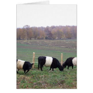 Beltie Cow Herd in Fall