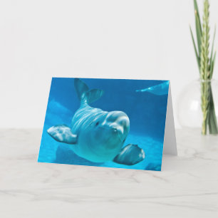 Beluga Whale Card